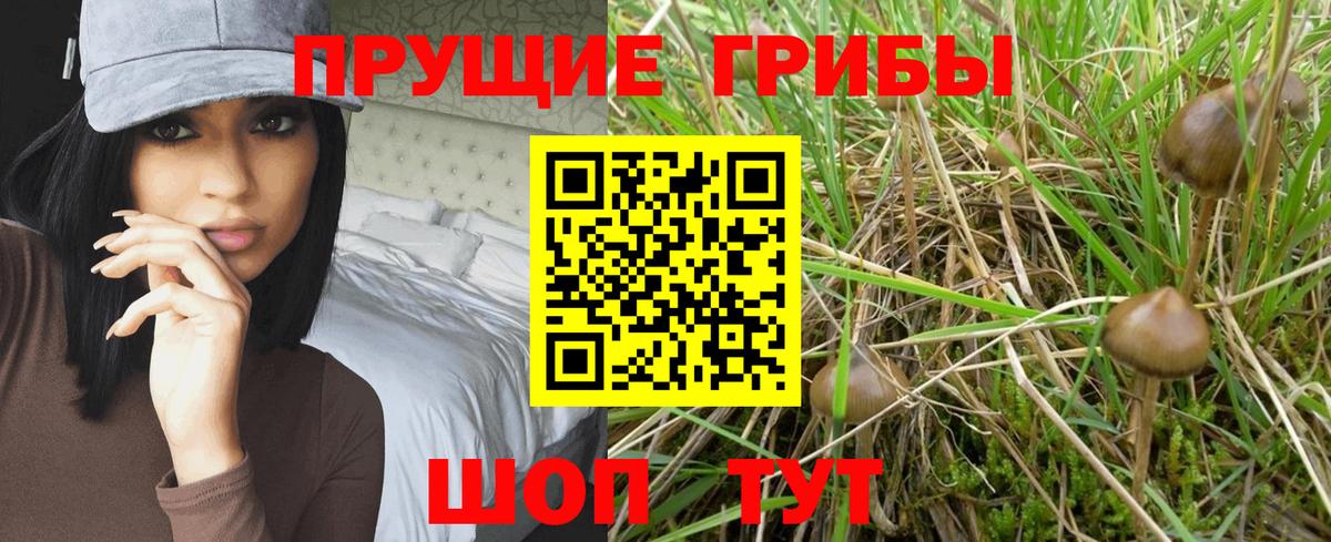 Мытищи  Галлюциногенные грибы Psilocybine cubensis  купить наркоту  Вход с VPN  Галлюциногенные грибы Magic Shrooms 